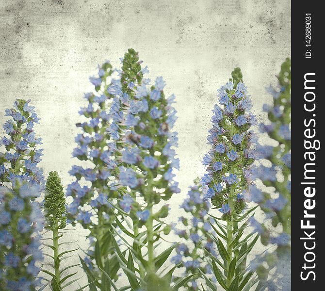 Textured stylish old paper background, square, with Echium flowers