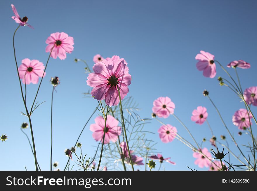 Cosmos Flowers Blooming In The Garden