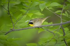 Yellow Throat Warbler: Geothlypis Trichas Royalty Free Stock Photos Yellow Throat Warbler: Geothlypis Trichas Royalty Free Stock Photos