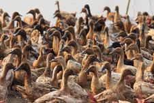 Duck River Culture Stock Photo