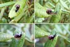 Snails.Collage Royalty Free Stock Photos