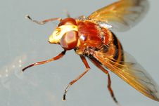 Hover Fly Stock Photos