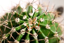 Cactus Close Up Royalty Free Stock Images