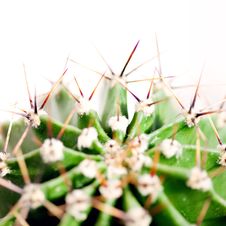Cactus Close Up Stock Photo