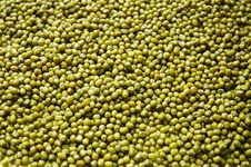 Green Bean Royalty Free Stock Photo Green Bean Royalty Free Stock Photo