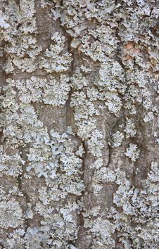 Free Bark. Royalty Free Stock Photo - 14278435
