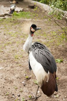 Grey Crowned Crane Royalty Free Stock Photography