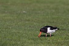 Oyster-catcher Bird Walking On The Grass Stock Photos Oyster-catcher Bird Walking On The Grass Stock Photos