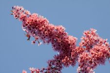 Pink Cherry Tree Blossom Royalty Free Stock Photos Pink Cherry Tree Blossom Royalty Free Stock Photos