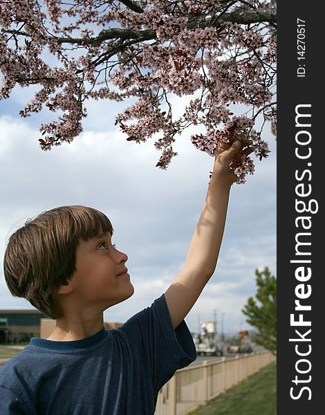 Beautiful spring day in home garden and happy boy touching cherry tree in bloom . Beautiful spring day in home garden and happy boy touching cherry tree in bloom .