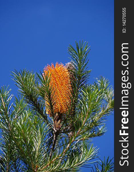 A golden Banksia flower with bright green folage with a blue sky background. A golden Banksia flower with bright green folage with a blue sky background