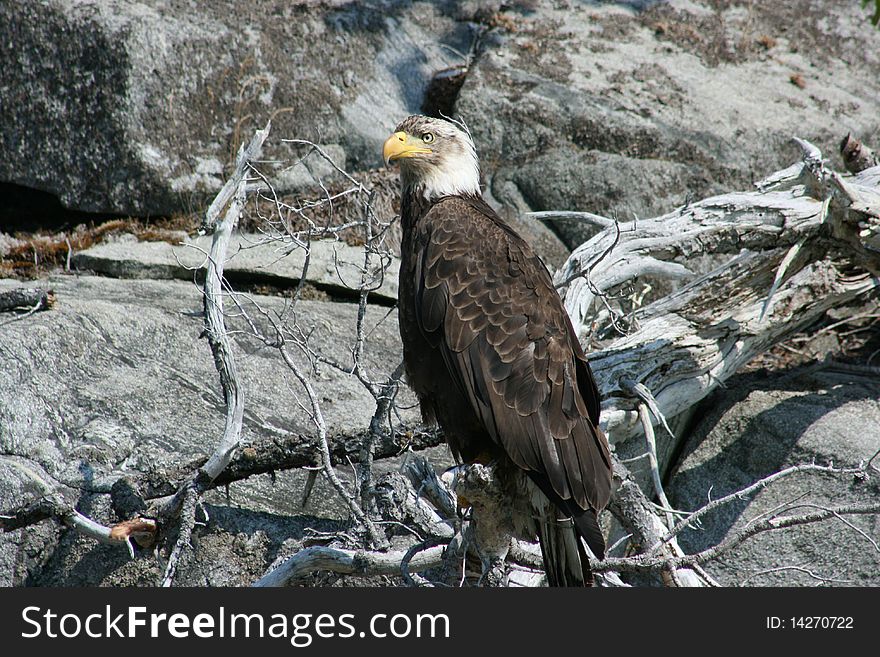 Bald eagle sitting on a rock in Bella Coola BC. Bald eagle sitting on a rock in Bella Coola BC