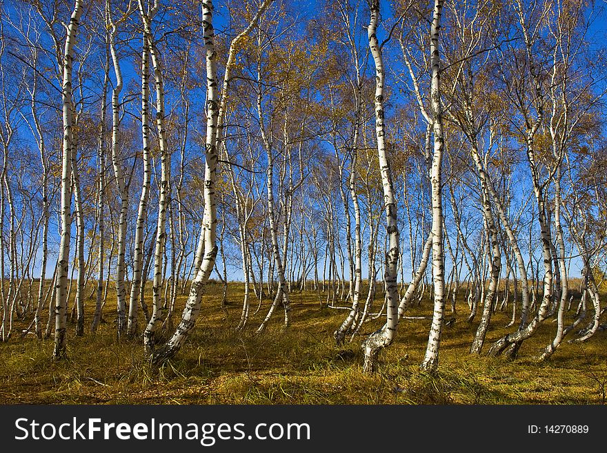 Autumn wood, silver birches, the blue sky, yellow grass