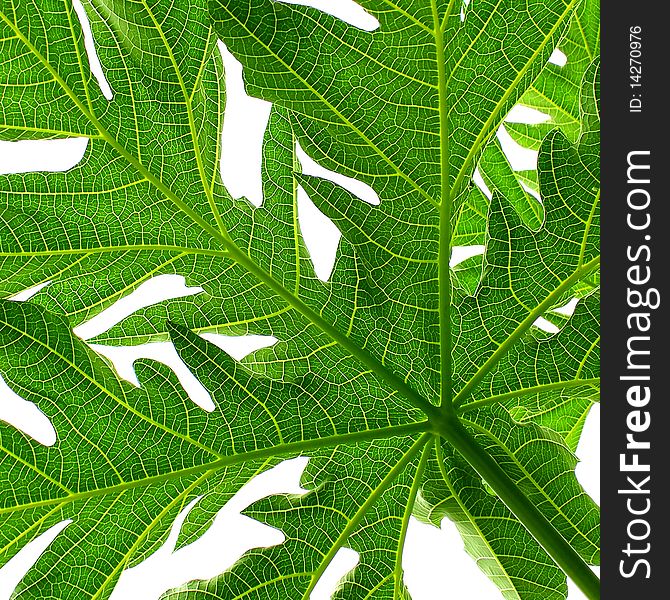 A large green papaya leaf from below showing the lamina, petiole and veins.