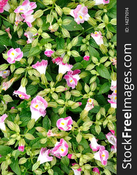 Small pink morning glory flower with flower bud and green leaves, shown as background, colors and shape arrangement is clear and fresh. Small pink morning glory flower with flower bud and green leaves, shown as background, colors and shape arrangement is clear and fresh.