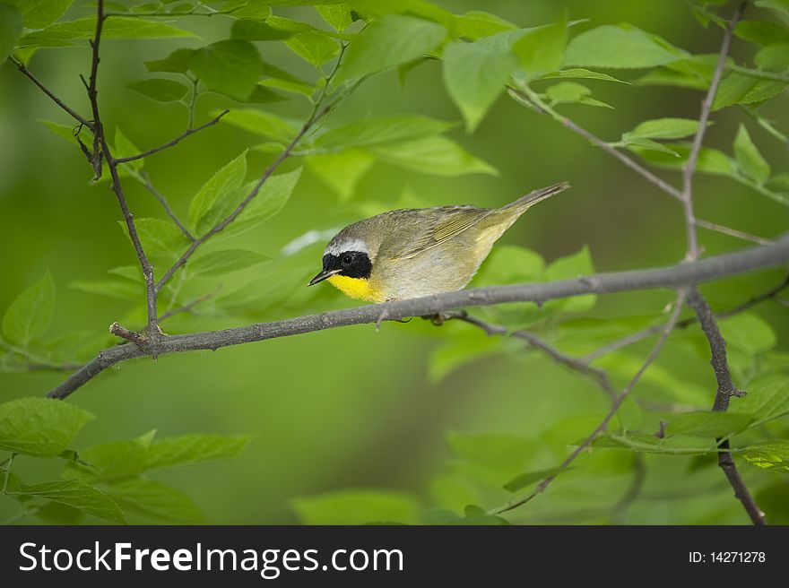 Yellow Throat Warbler: Geothlypis Trichas