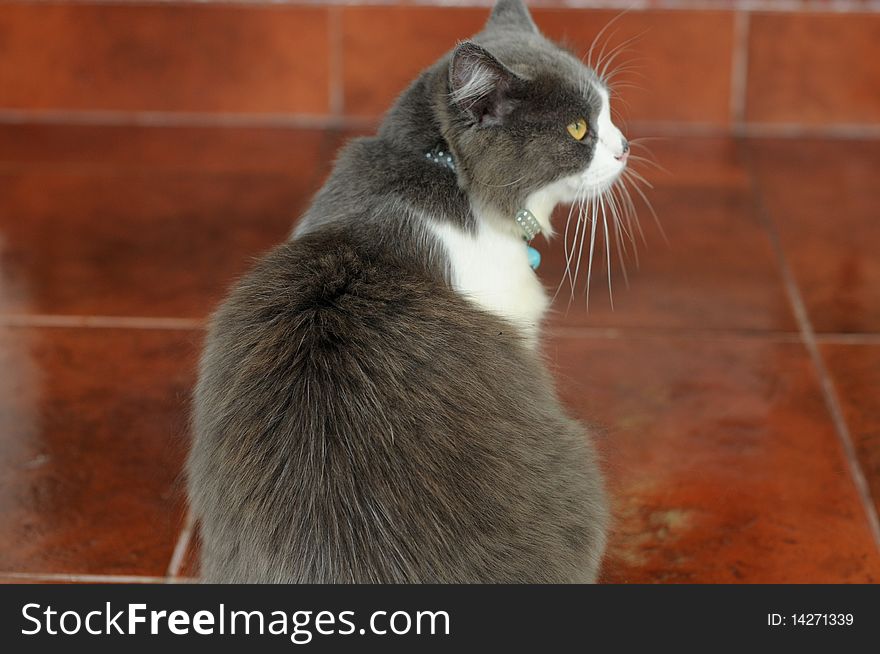 Gray color cat with short hair
