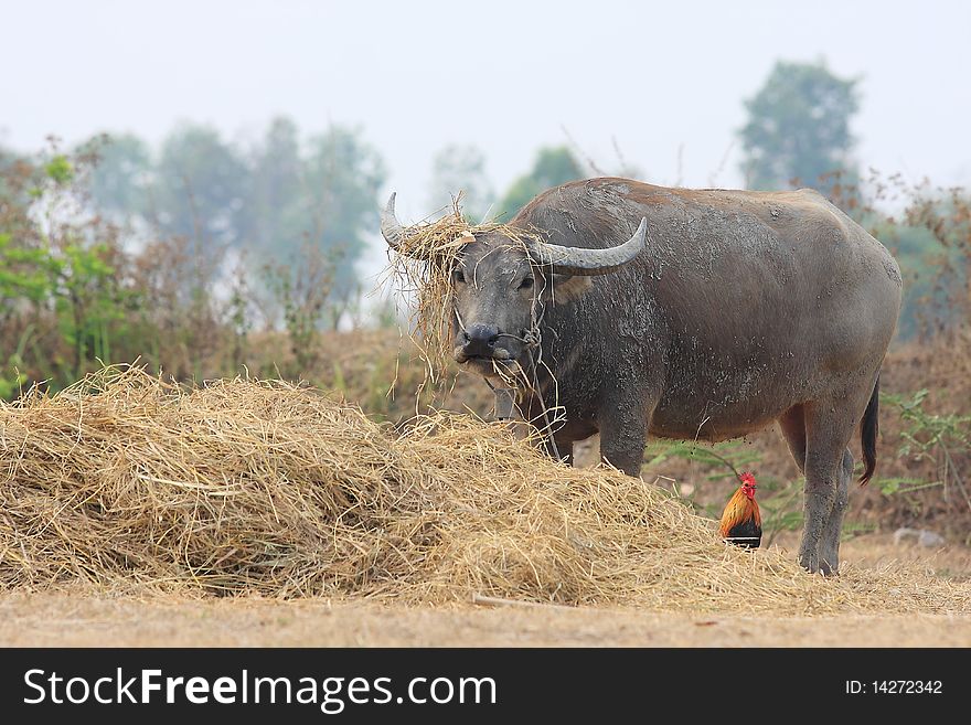 Buffalo is the animal found in the rural areas of Thailand. Buffalo is the animal found in the rural areas of Thailand