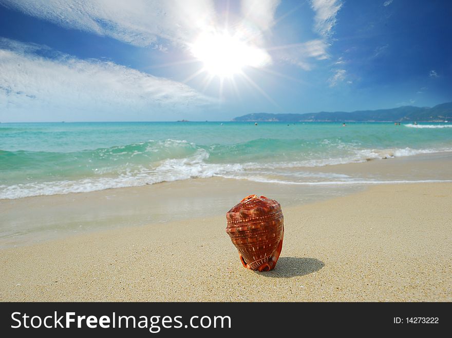 Conch on the beach of sand and sea background