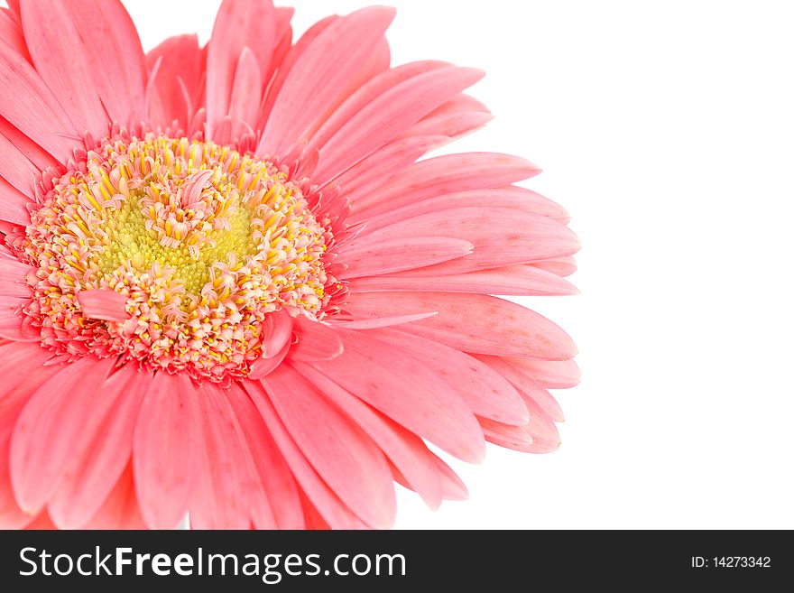 Close up of pink flower on white background. Close up of pink flower on white background
