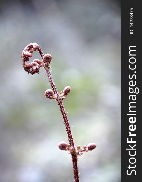 The growing fern in the field in spring