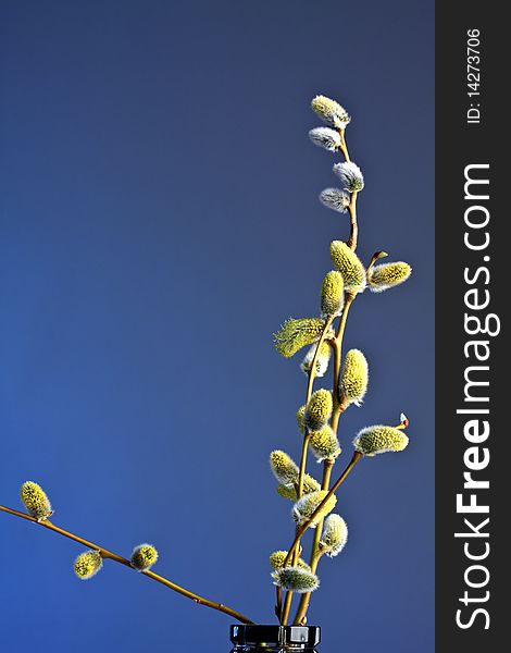 Pussy-willow bunch with different bushy buds