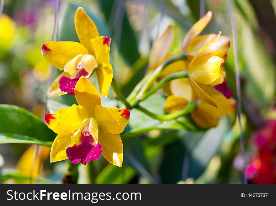 Tropical orchid flower in nature