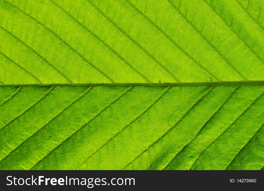 Green close-up leaf natural background: Aesculus hippocastanum. Green close-up leaf natural background: Aesculus hippocastanum