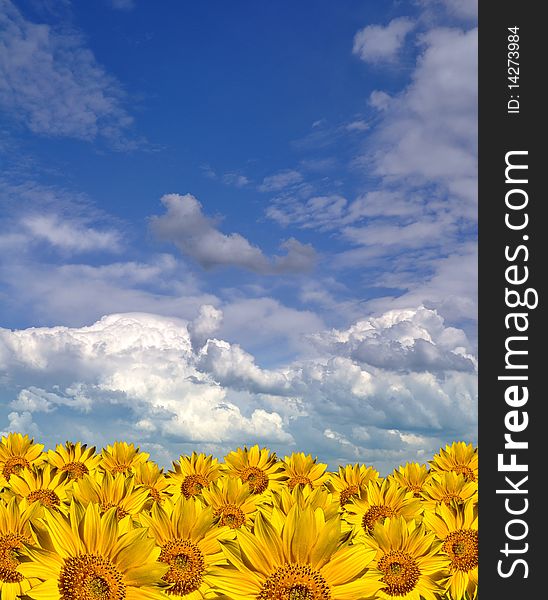 Gold Sunflowers Field