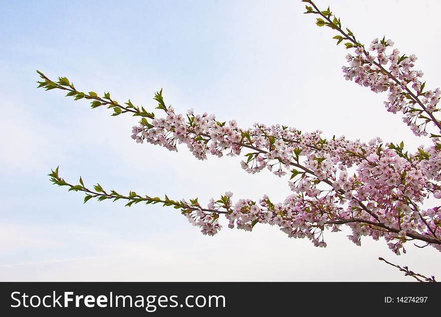 Sakura blooming flowers, horizontal shot