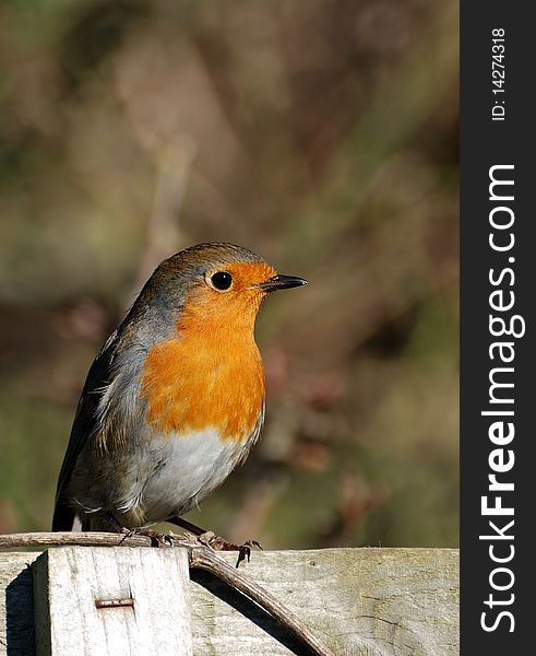 Robin sitting on a fence. Robin sitting on a fence