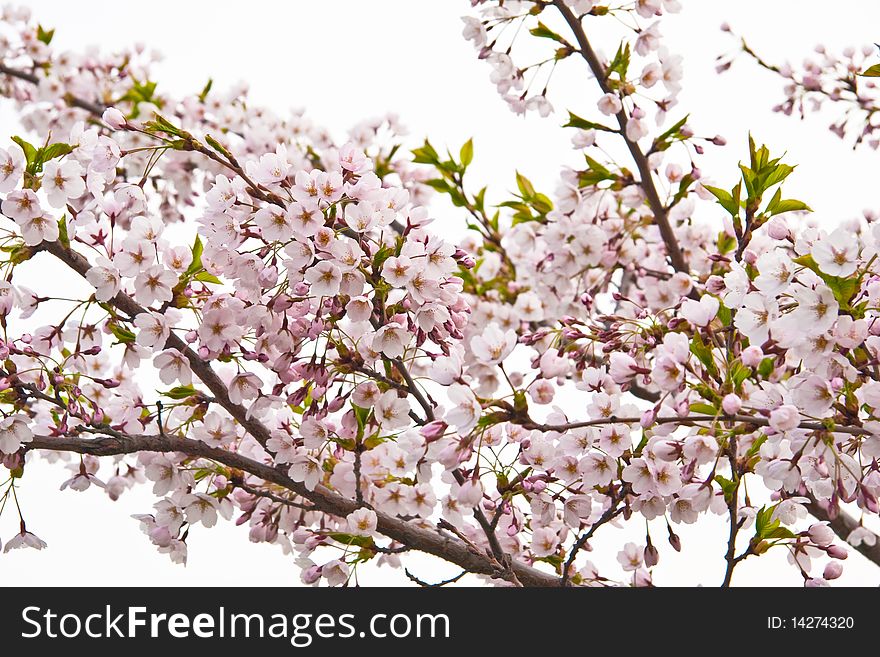 Sakura blooming flowers, horizontal shot