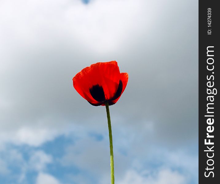 Red poppy against the sky with clouds