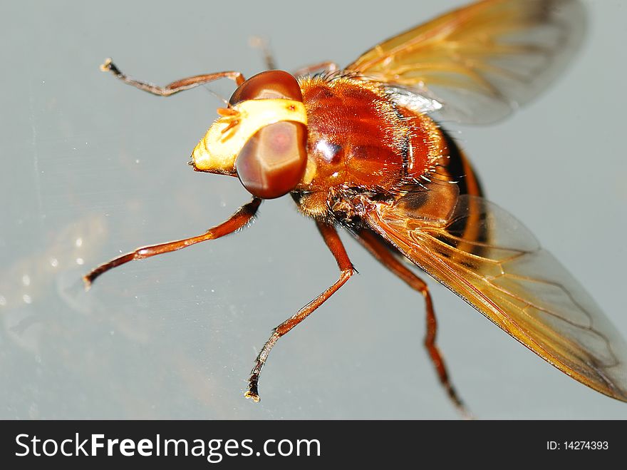 Close up of hover fly