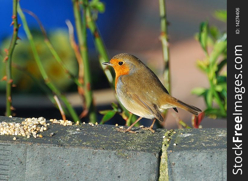 Robin sitting on a wall with food. Robin sitting on a wall with food