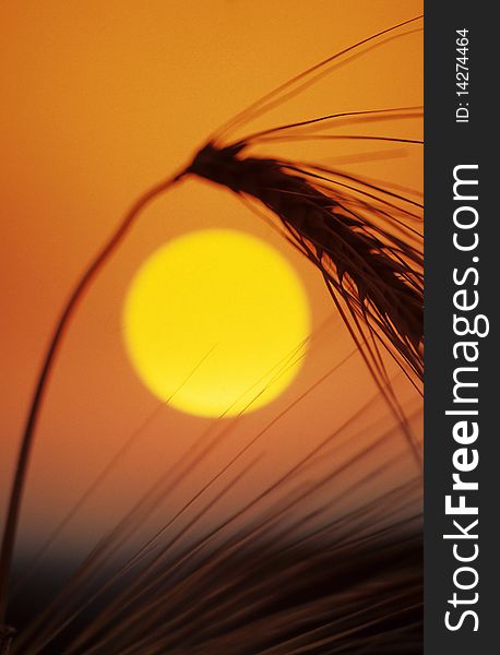 Silhouette of wheat with sunset in background. Silhouette of wheat with sunset in background