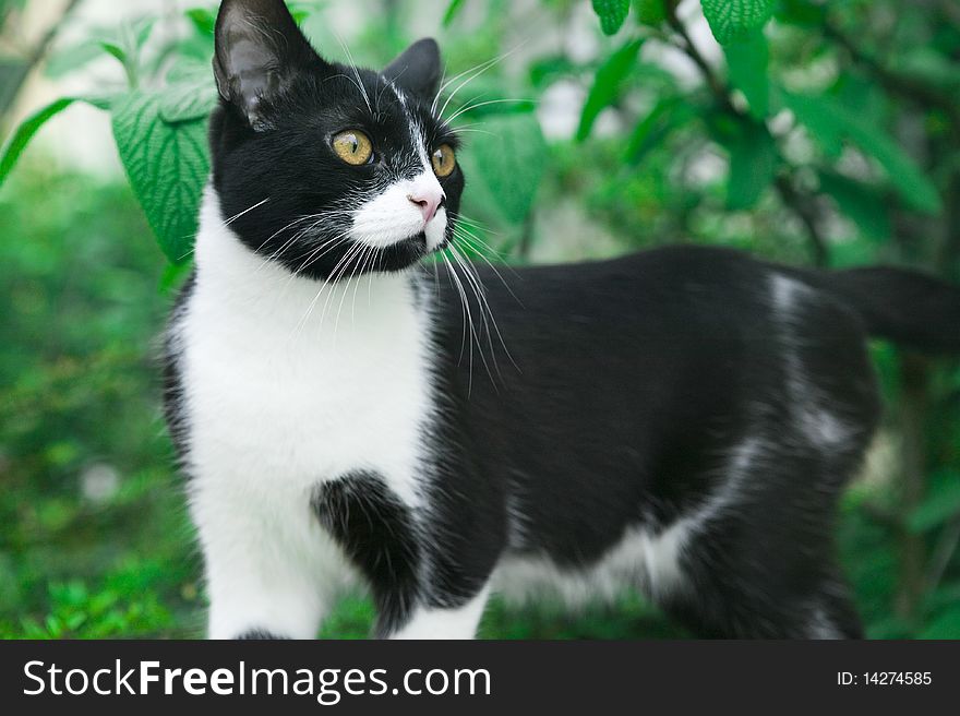 Young Happy Male Cat in the Garden in Natural Background. Young Happy Male Cat in the Garden in Natural Background