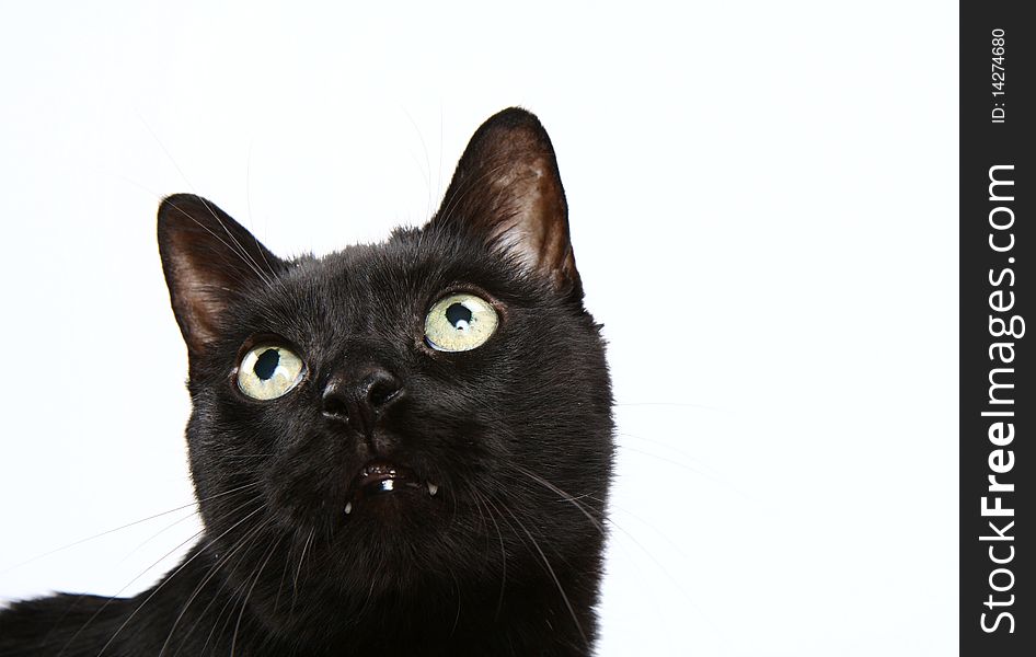 Black cat on white background