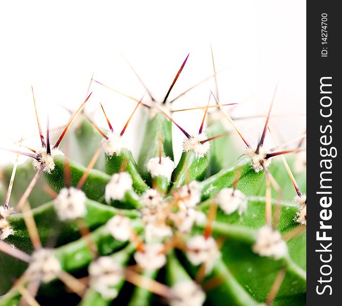Prickle, Prickly cactus close up