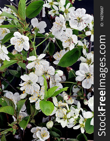 Blossoming cherry in night background. Selective focus. Blossoming cherry in night background. Selective focus.