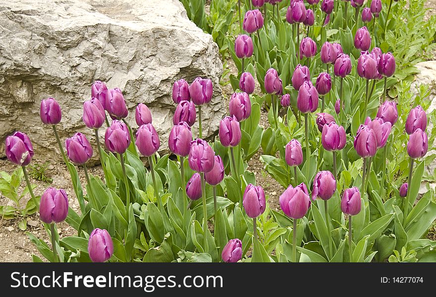 Purple tulips flowerbed with a granite stone