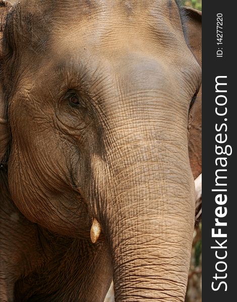 Big Thailand elephant close up