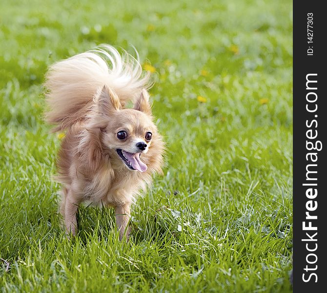 Red-haired chihuahua in the spring park outdoor shot