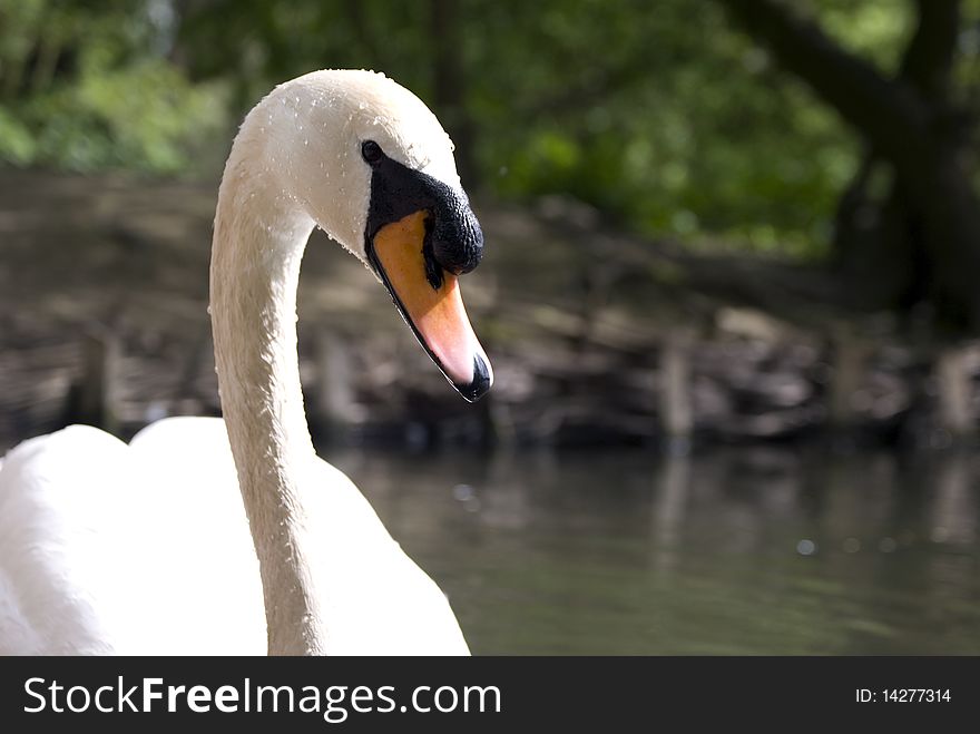 Mute swan (cgnus olor) taken at longton brick croft nature reserve preston