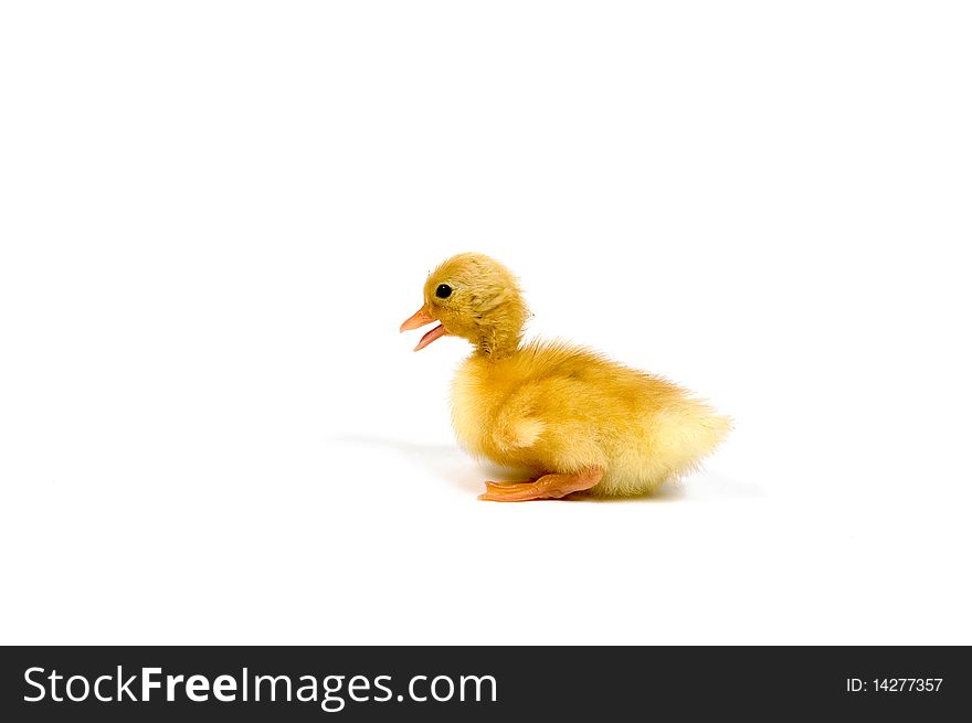 A day old white call bantam duck