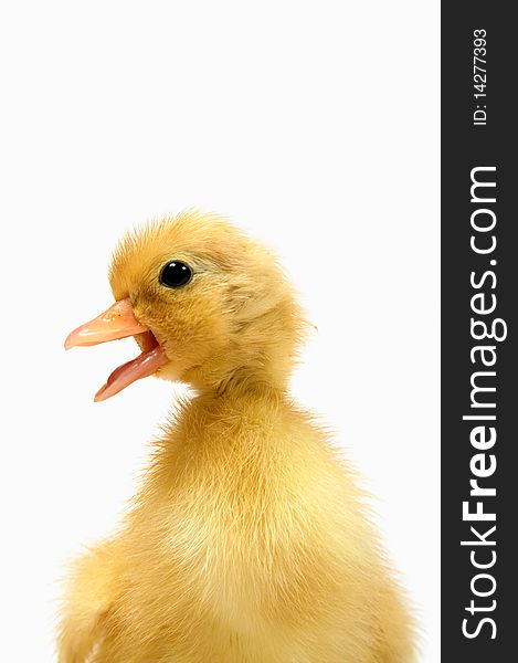 A closeup of a day old white call bantam duck isolated on white