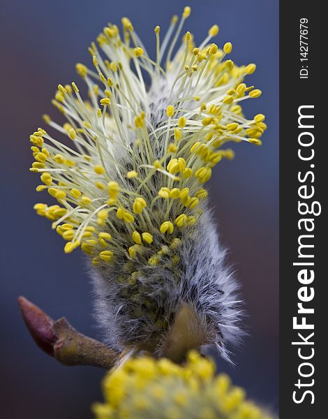 Pussy-willow bud with yellow stamens, macro