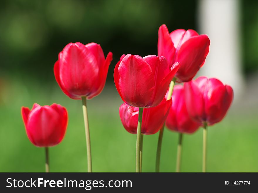 The sunny close-up of red tulips is vernal. The sunny close-up of red tulips is vernal.