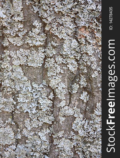 The bark of poplar overgrown with moss. The bark of poplar overgrown with moss.