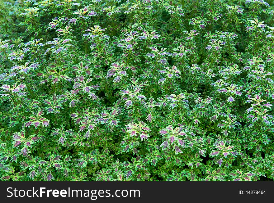 Green background with colorful leaves in spring